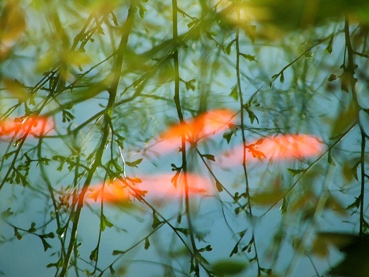 Goldfish in a friend’s pond.