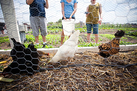 school group and chickens