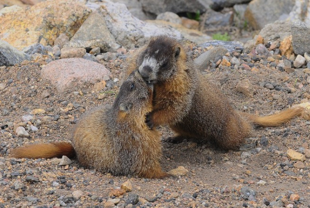 horny marmots