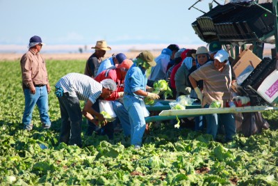 Migrant workers picking lettuce