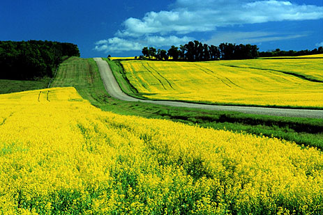 Canola fields and road