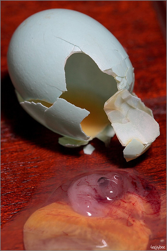 Gross egg