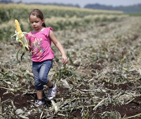 Alexis Scavellaio-Lapin, 5, snacks on an ear of corn as she picks her way through an area of the field that was recently harvested.