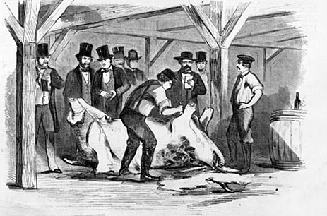 Engraving of dairy cow dissection