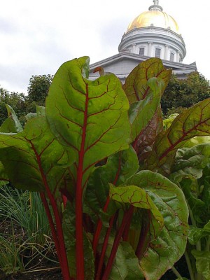 Montpelier VT city hall with chard
