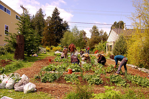 Alleycat volunteers harvest