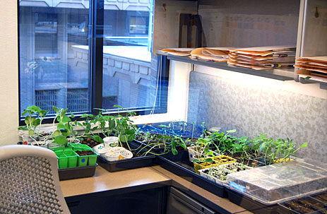 Seedlings in a cubicle