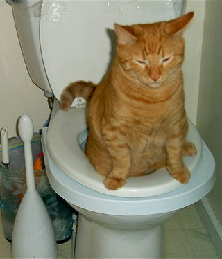 Pooping cat