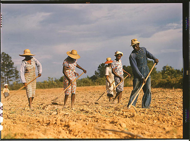 Chopping cotton in the 1940s
