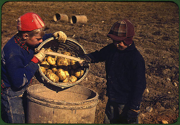 Boys picking potatoes