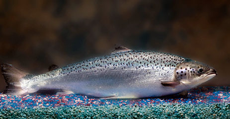 AquaBounty's GE salmon