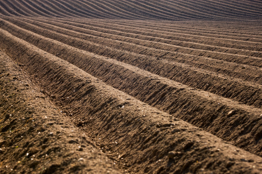 Rows of soil