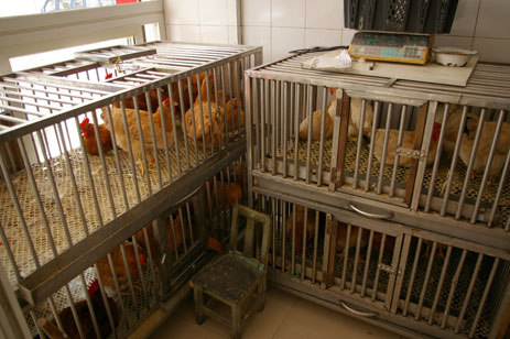 Chickens in cages