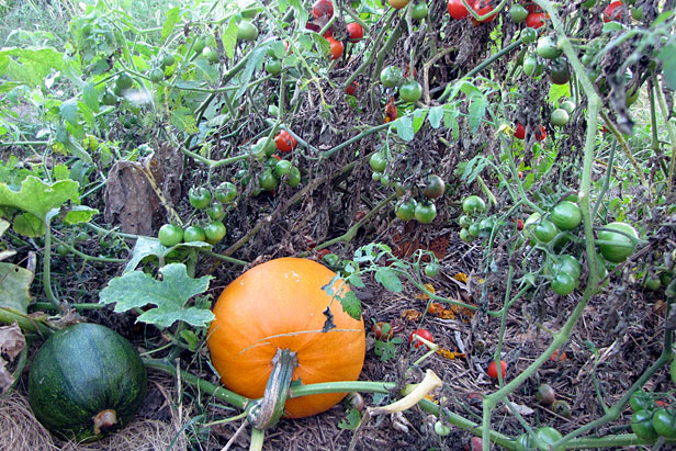 Squash in the tomatoes