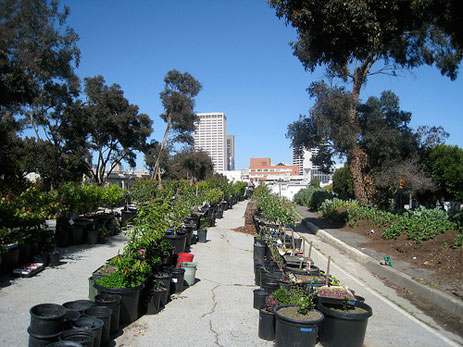 Hayes Valley urban farm in San Francisco