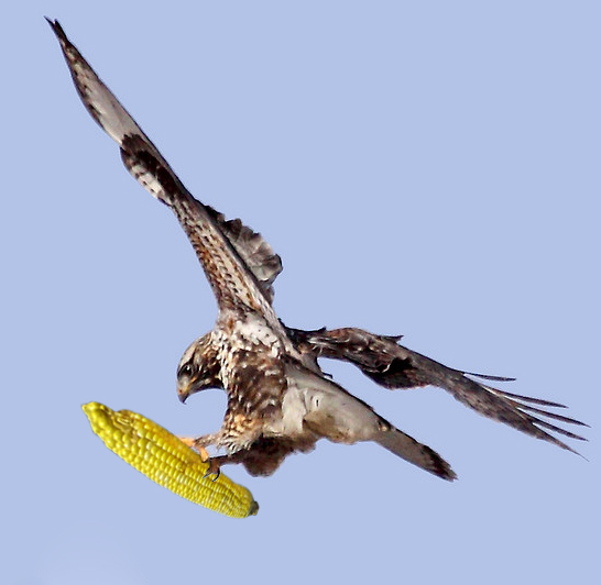Climate Hawk Corn