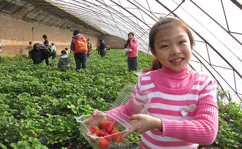 Young girl showing off strawberries.