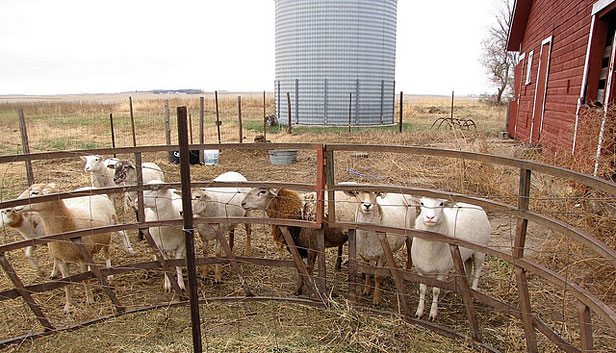 Sheep in a corral