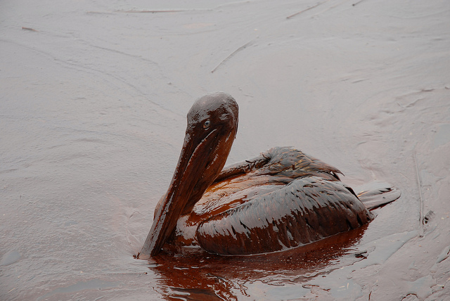 An oil-covered pelican in La. after the BP Gulf oil spill.