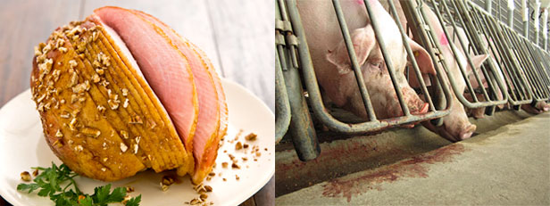 Ham and sad sows