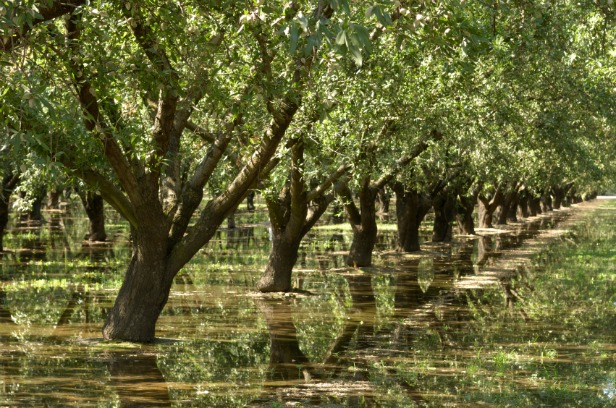 Almond trees and irrigation water