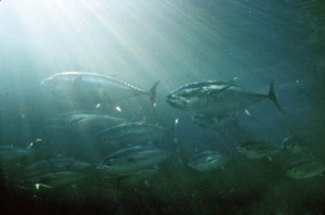 school of bluefin