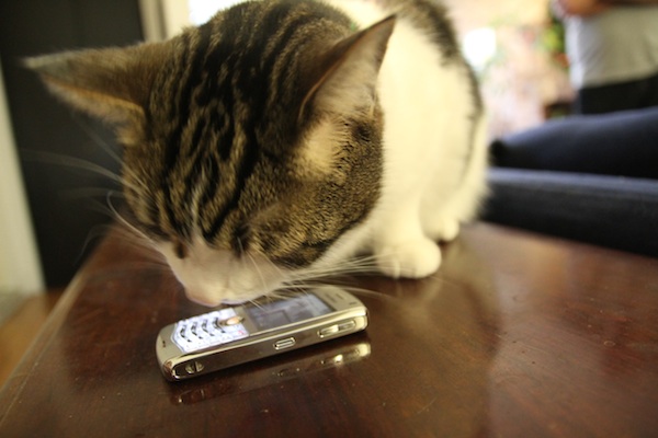 cat on phone