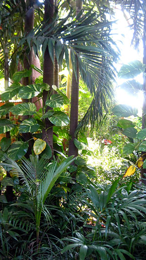 Florida jungle