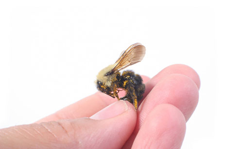 Dead honeybee in hand