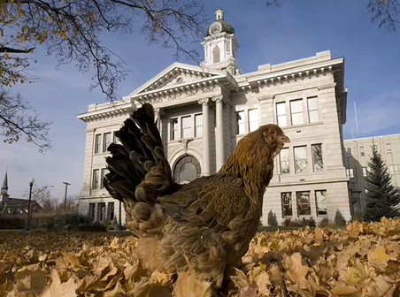 Chicken in front of city hall
