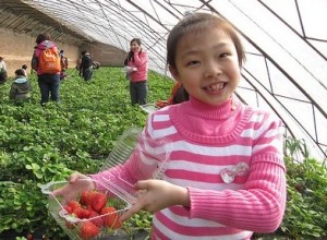 Chinese girl picking strawberries