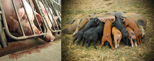 Gestation crates and free-range pigs