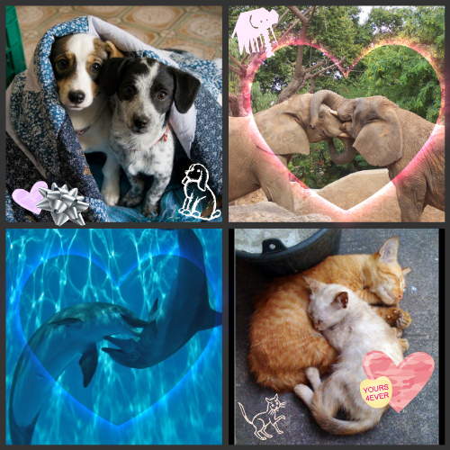 Animal friends: puppies, elephants, dolphins, kittens