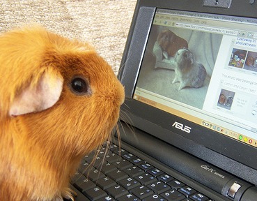 Guinea pig looking for love on a laptop