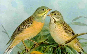 Ortolan birds