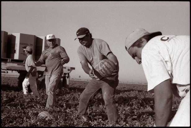 Farmworkers pitching melons