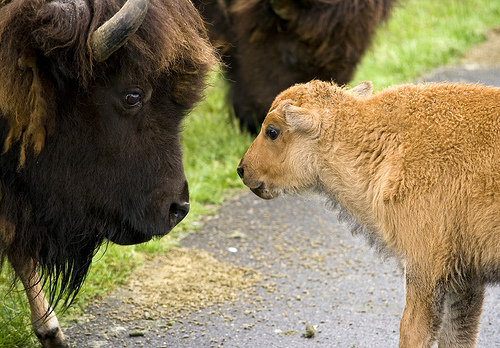 bison and calf