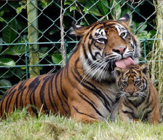 Tigers - Photo by Dublin Zoo