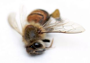 Dead bee.