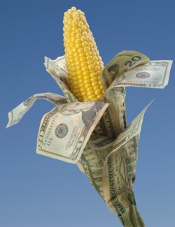 corn wrapped in money