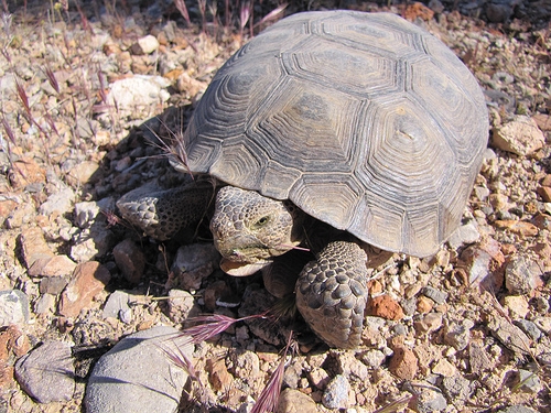 Endangered desert tortoise; via flickr: Fool-On-a-Hill