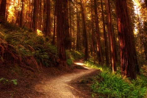 redwoods_justin_kern.jpg