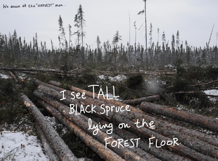 We arrive at the harvest area. I see tall black spruce lying on the forest floor.