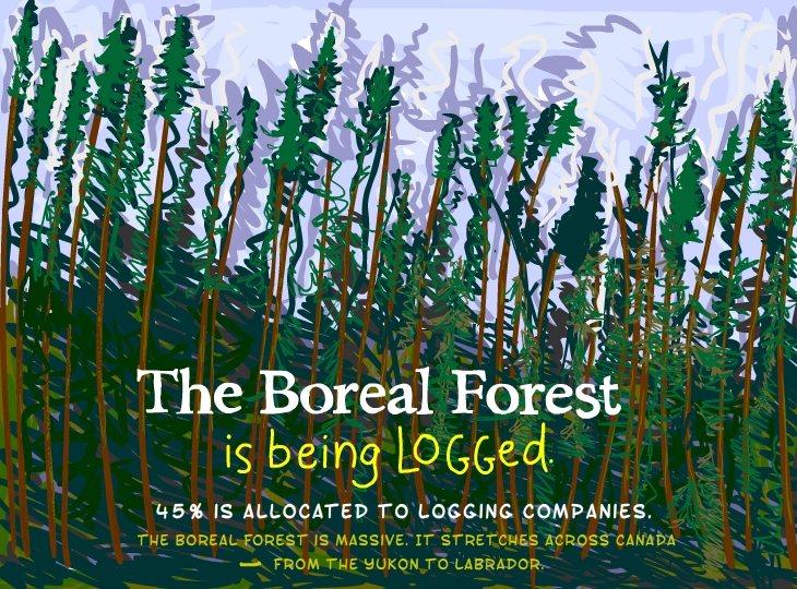 The boreal forest is being logged. 45 percent is allocated to logging companies. The boreal forest is massive. It stretches across Canada from the Yukon to Labrador.