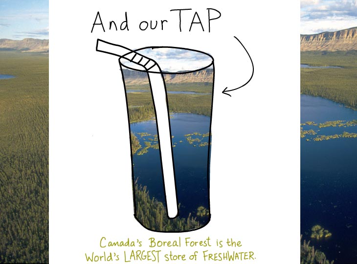 And our tap water. Canada's boreal forest is the world's largest store of freshwater.