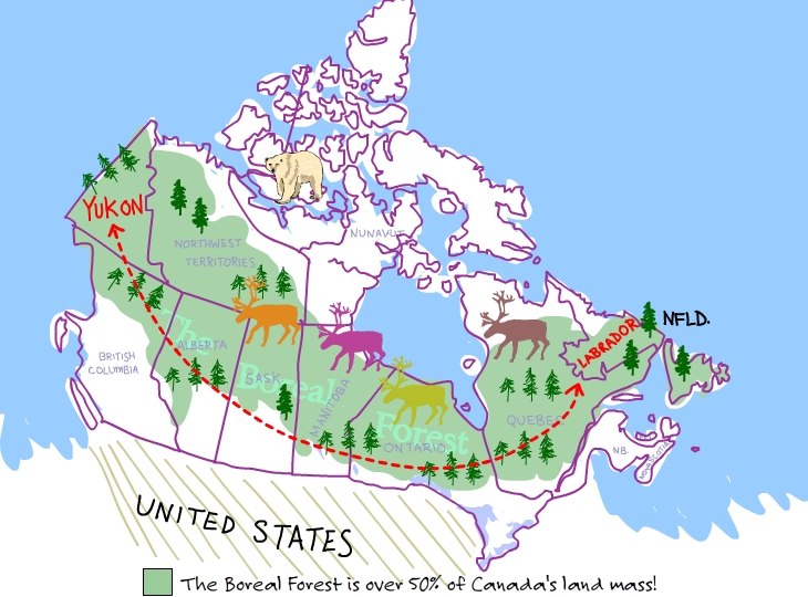 The boreal forest is over 50 percent of Canada's land mass!