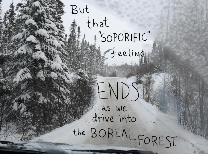 But that soporific feeling ends as we drive into the boreal forest.