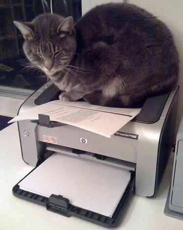 Cat on printer.
