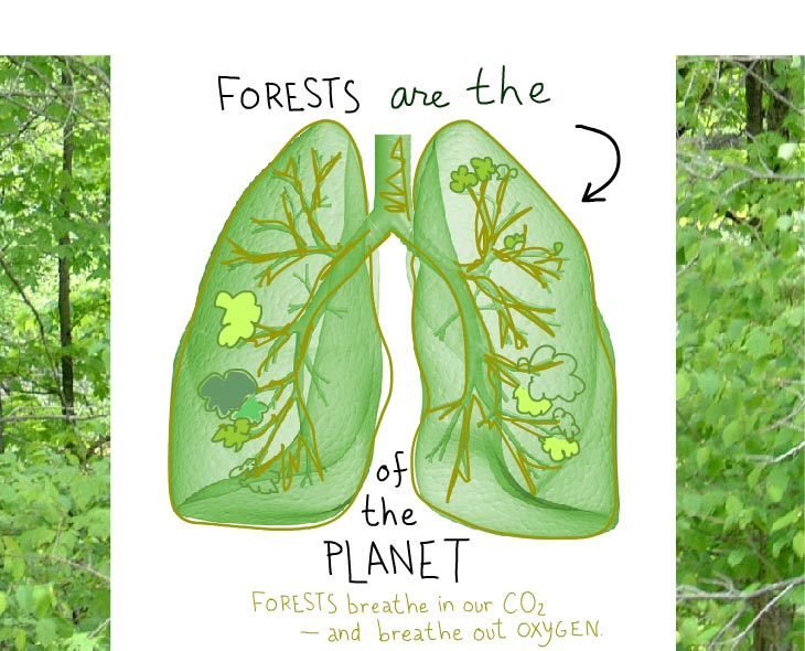 Forests are the lungs of the planet. Forests breath in our CO2 and breathe out oxygen.