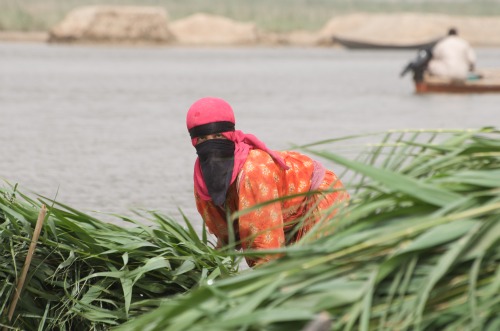 Woman harvesting reeds.